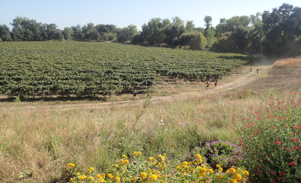 Running in the floodplain of the Mokelumne River, Lawson Family Vineyard, near Acampo, CA (9/15/2026)
